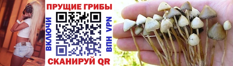 Псилоцибиновые грибы Psilocybine cubensis  где можно купить наркотик  Далматово 